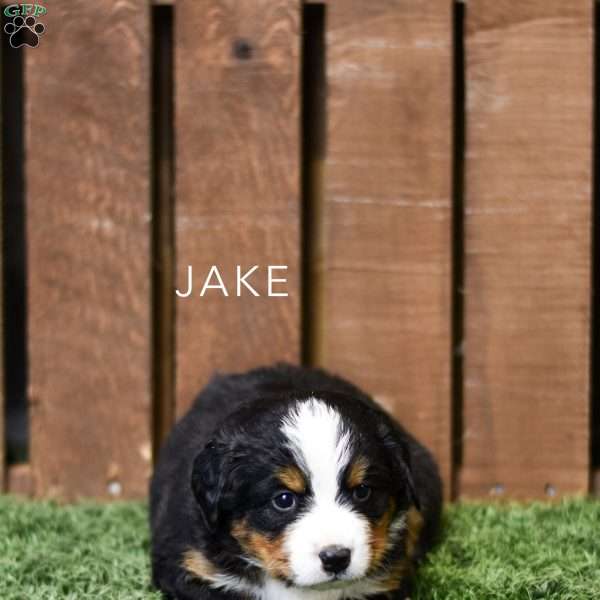 Jake, Bernese Mountain Dog Puppy
